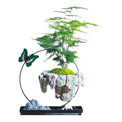 南天竹文竹天空之城茶室内办公室桌面艺术盆景绿植物乔迁送礼盆栽