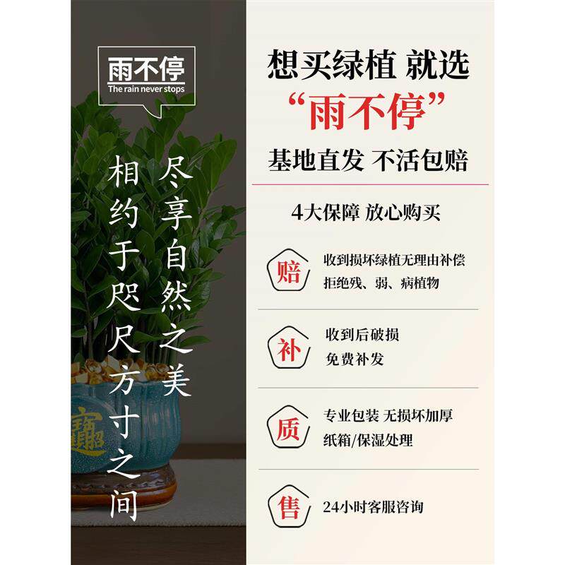 大盆金钱树盆栽发财树旺财绿植办公室内桌面客厅四季常青净化空气