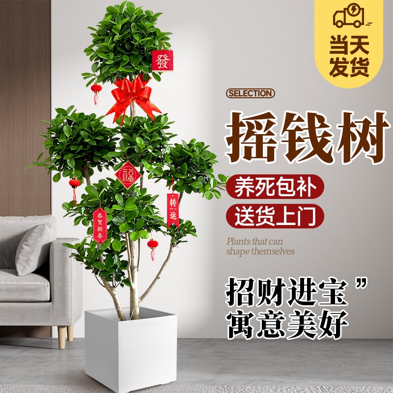 摇钱树盆栽金钱榕办公室大型发财树乔迁之喜室内客厅绿植招财榕树