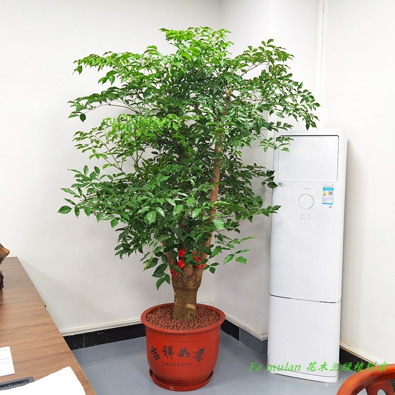 富贵树喜阳前台接待前台喜阳幸福树大型盆栽绿植大颗植物深圳同城