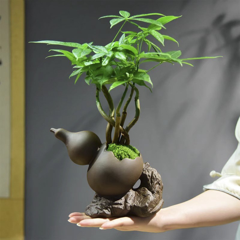 发财树盆栽办公客厅桌面绿植四季常青茶装饰植物室内盆景摆件礼品