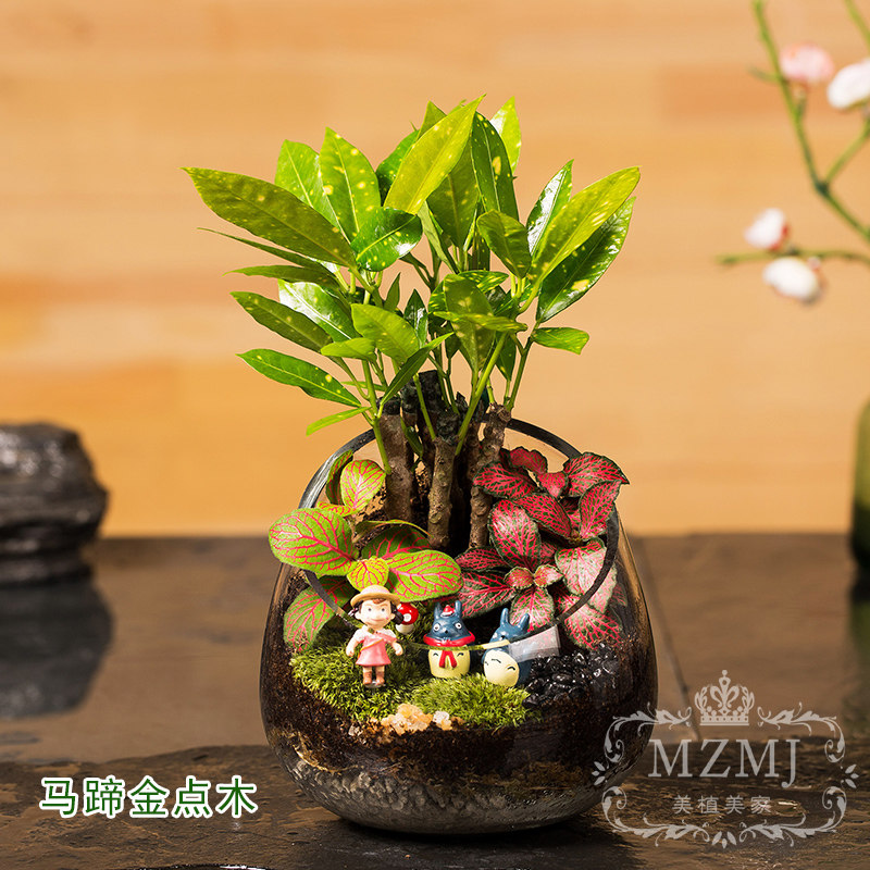 微景观盆栽绿植摆件苔藓迷你植物diy马蹄瓶成品桌面办公礼物室内