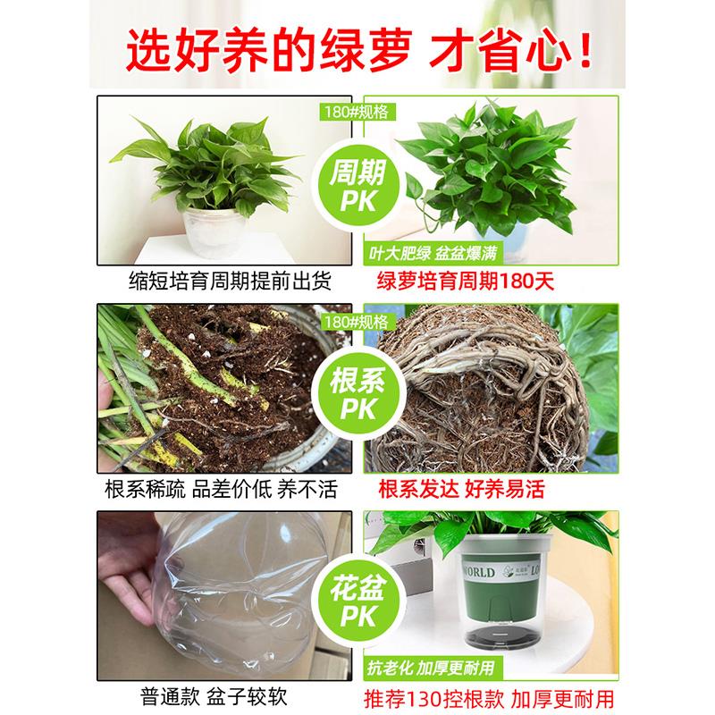 绿萝盆栽大盆栽办公室内植物净化空气绿植客厅大叶绿箩好养活
