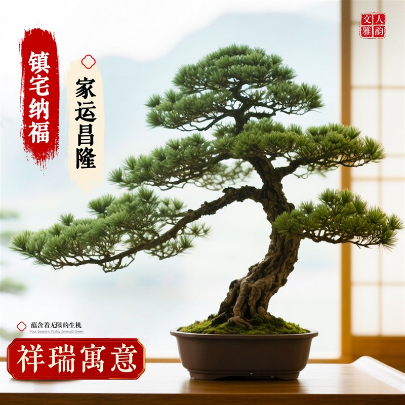 正宗罗汉松盆景迎客松真树盆栽小型老桩办公室内桌面四季好养绿植