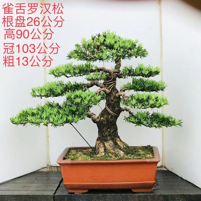 米叶罗汉松盆景 小叶罗汉松 珍珠罗汉松 盆景树桩 一物一拍包邮