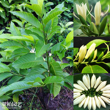 黄桷兰黄果兰黄角兰白兰花树苗/绿植盆栽阳台限重庆满200发货
