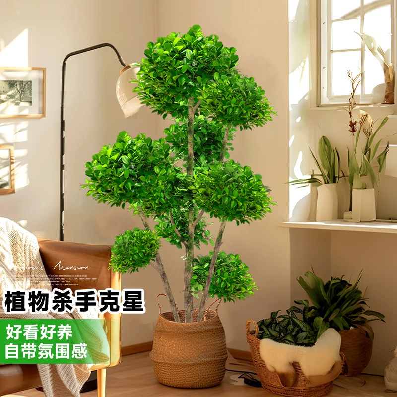 金钱榕客厅大花盆栽室内大型绿植金钱树摇钱树发财树四季榕树植物