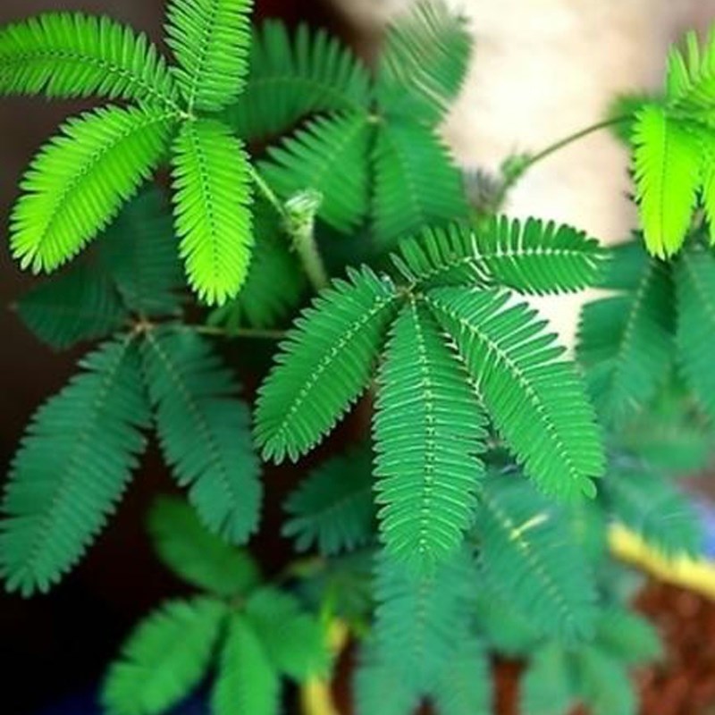 含羞草盆栽室内阳台小植物四季常青害羞草怕羞草彩色花苗趣味植物
