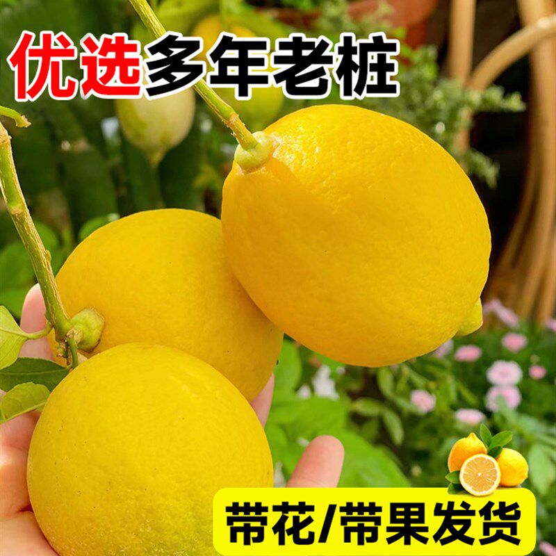 香水柠檬树苗盆栽可食用带果大型室内盆栽庭院地栽绿植四季开花卉