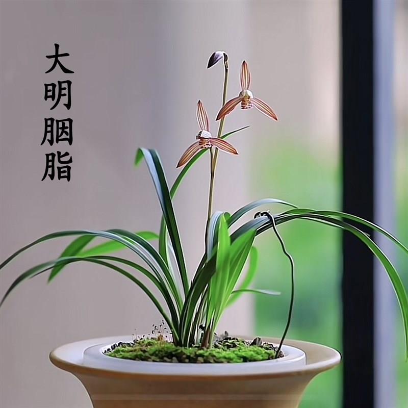 兰花苗建兰四季兰大明胭脂矮种小草型夏秋带花苞浓香型室内花卉
