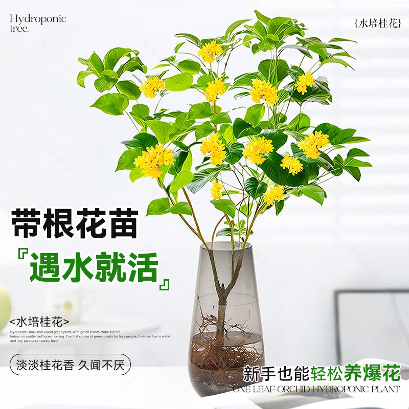 水培桂花盆栽树苗水养植物四季桂花鲜切花浓香型室内花卉好养绿植