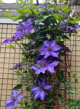 总统铁线莲花苗攀援阳台庭院花卉植物盆栽蓝紫色大花期长丰花藤本