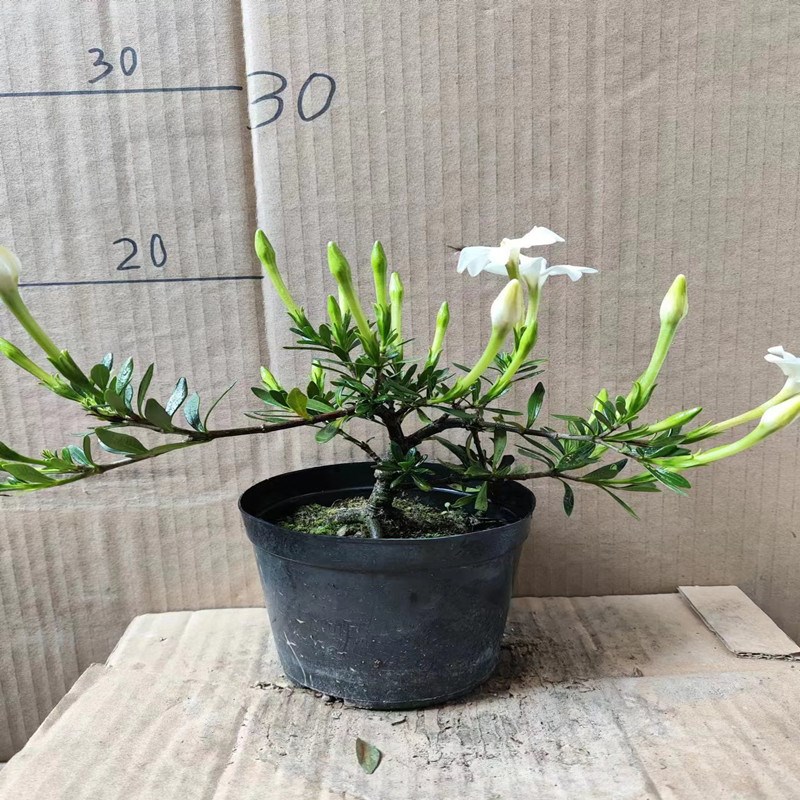 造型米叶雀舌栀子花多季小叶丰花圆果盆栽盆景品种