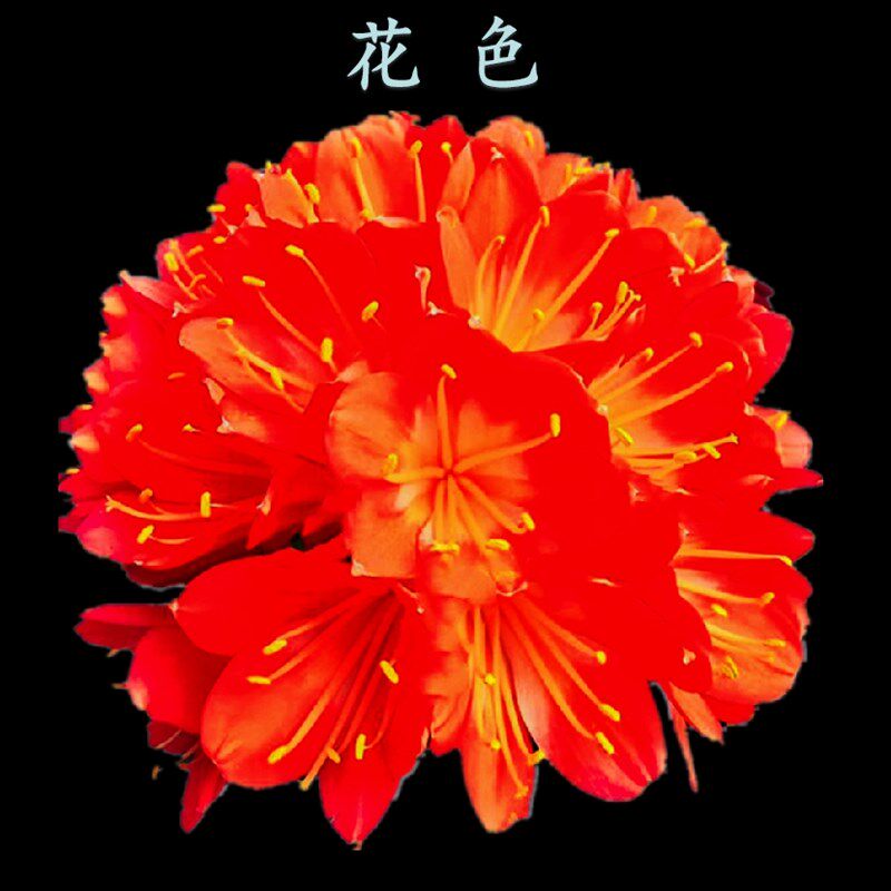 长春国宝级名贵君子兰虎头麻脸精品小苗圆头短叶和尚绿植盆栽花卉