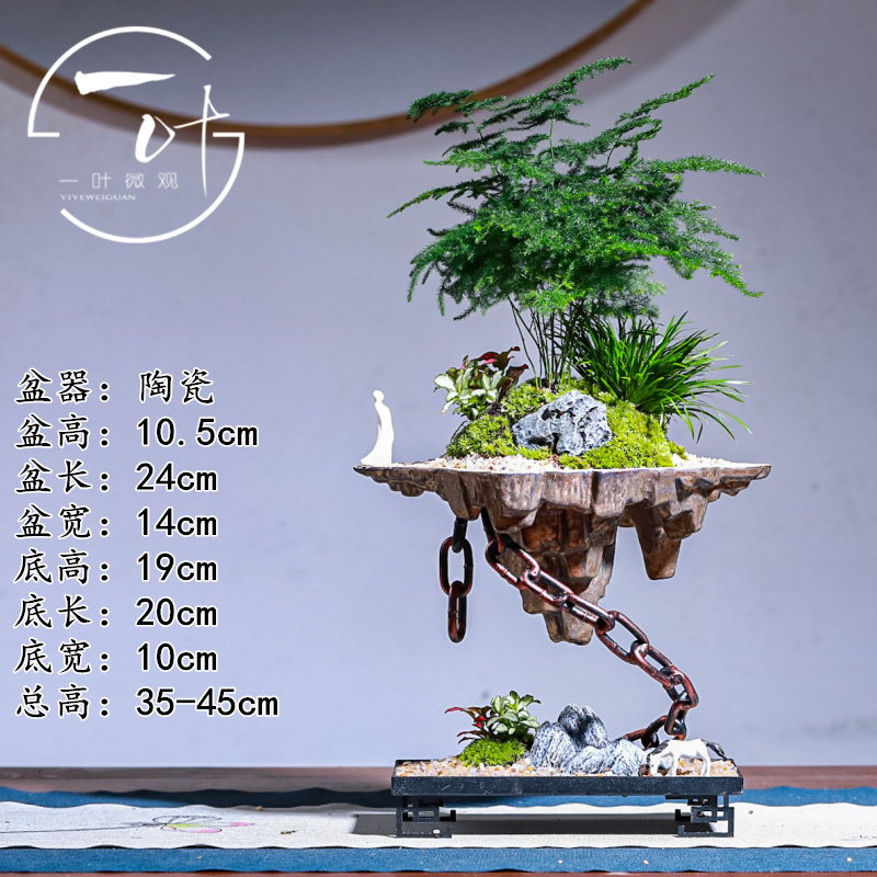 悬浮款天空之城文竹小叶紫檀盆景室内常绿植物名贵花卉好养盆栽