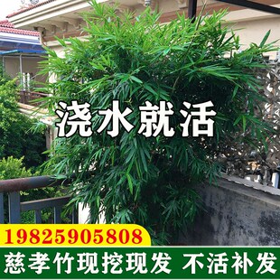 丛生慈孝竹苗盆栽绿植庭院室外小型观赏竹子苗耐寒四季青植物窝竹