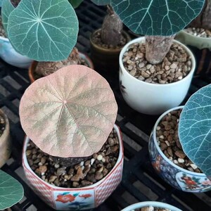 一叶诺瓦龟荷叶龟块根山乌龟植物绿植盆栽多肉块根阳台山乌龟盆栽