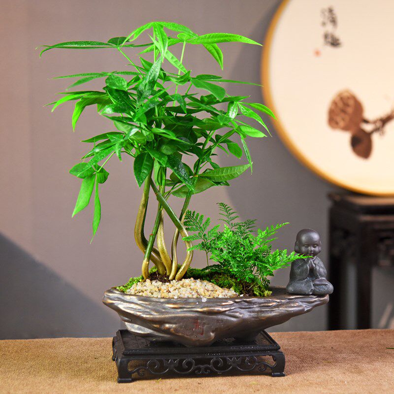 发财树盆栽寓意盆景室内绿植招财树绿植复古桌面美观摆件好养送礼