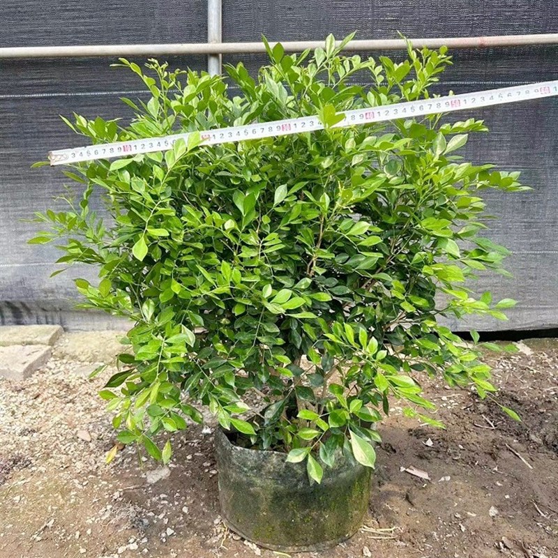 九里香盆栽四季开花卉带花苞浓香植物老桩七里香室外绿植树苗盆景