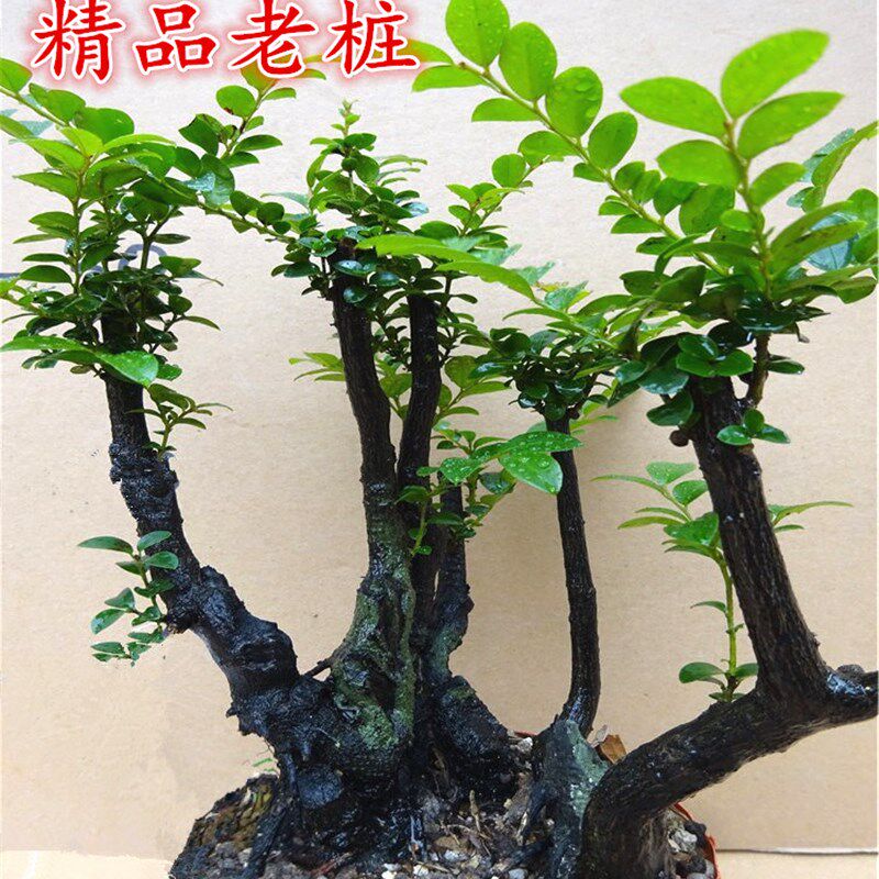 名贵小叶紫檀植物树桩绿植盆景 室内客厅办公室盆栽花卉四季常青