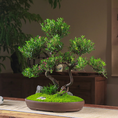 小叶赤楠盆栽丛林造型盆景桌面观叶绿植老桩植物客厅庭院室内好养