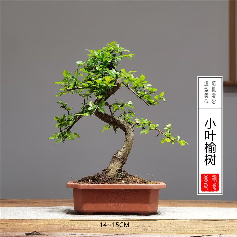 15公分口径老桩造型S弯树苗盆景素材赤楠雀梅胡椒木黑松榆树榕树