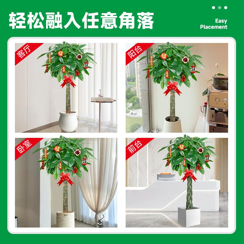 发财树盆栽大棵室内摆客厅大型招财树绿植办公室乔迁新家开业植物