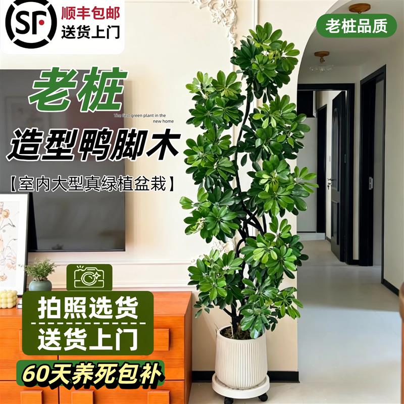 鸭脚木老桩造型盆栽办公室内客厅大盆栽真绿植落地鹅掌木净化空气