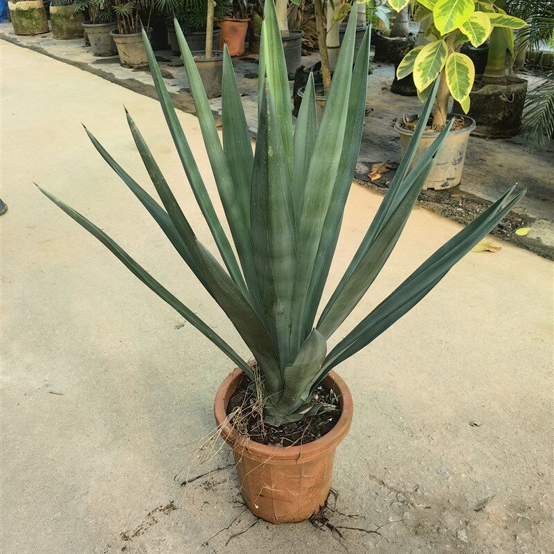 剑麻植物庭院盆栽热带植物四季常青绿化龙舌兰阳台耐寒花镜绿植