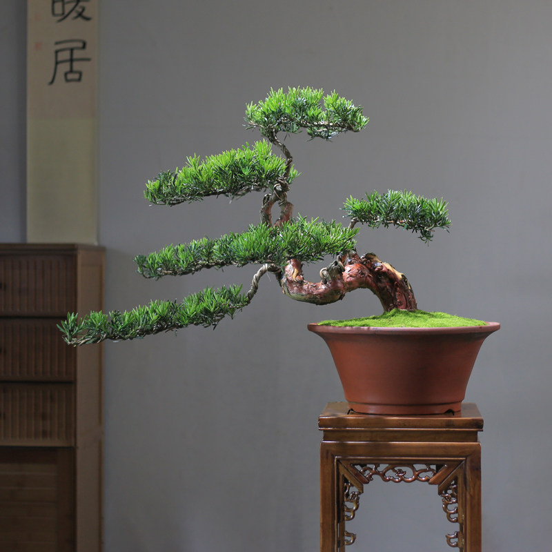 小叶罗汉松盆景大树庭院造型树迎客松老桩真树别墅客厅一物一拍