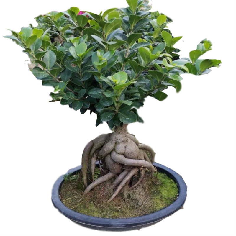 大型小叶榕树树桩 S造型榕树盆景盆栽 绿植室外庭院阳台观茎植物