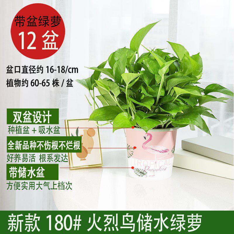 12盆】大盆绿萝盆栽室内植物吸甲醛绿箩长藤大叶新房家用绿植水培