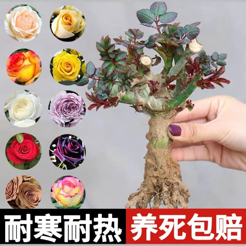 玫瑰花树苗老桩月季花苗灌木大花盆栽室内外四季开特大花浓香老根