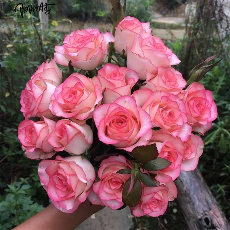 灌木切花月季爱莎/艾莎月季花苗盆栽庭院玫瑰品种花 玫瑰花苗地载