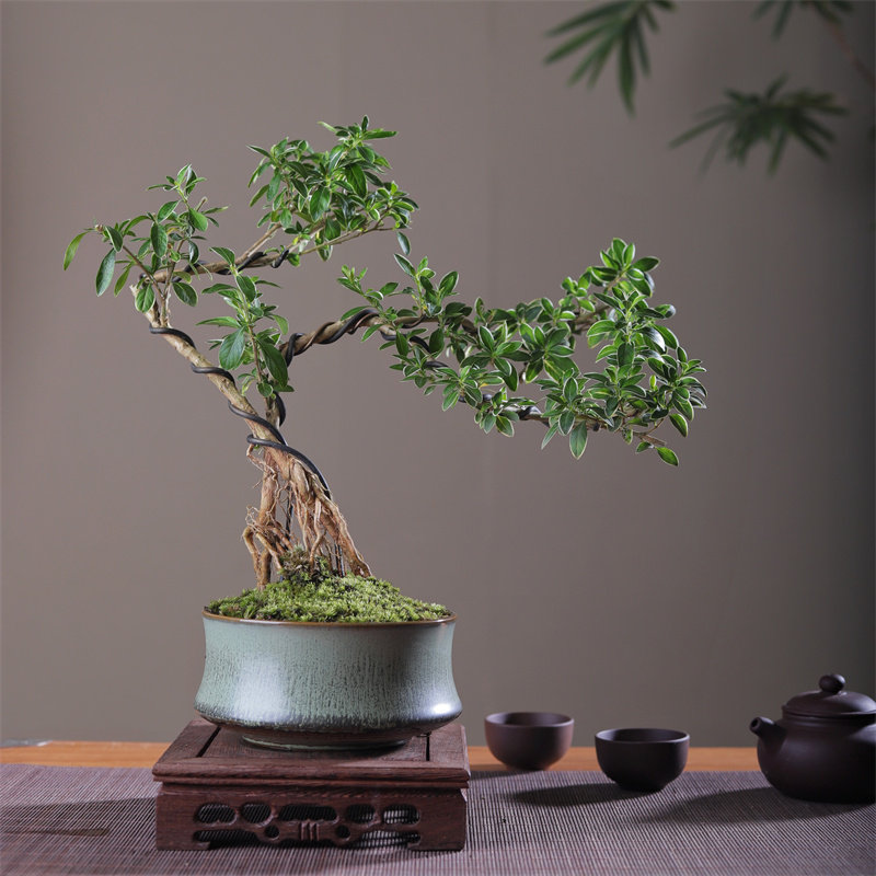 六月雪真盆景室内悬崖式植物造型摆件中式茶室阳台绿植花卉盆栽