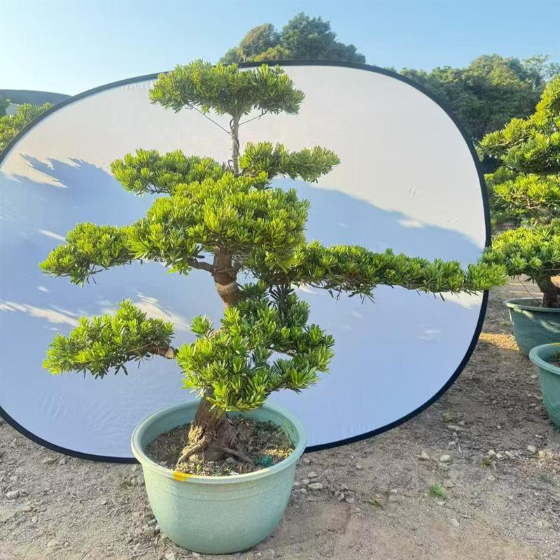 精品雀舌罗汉松盆景老桩造型大小盆栽绿植庭院阳台金钻迎客松好养