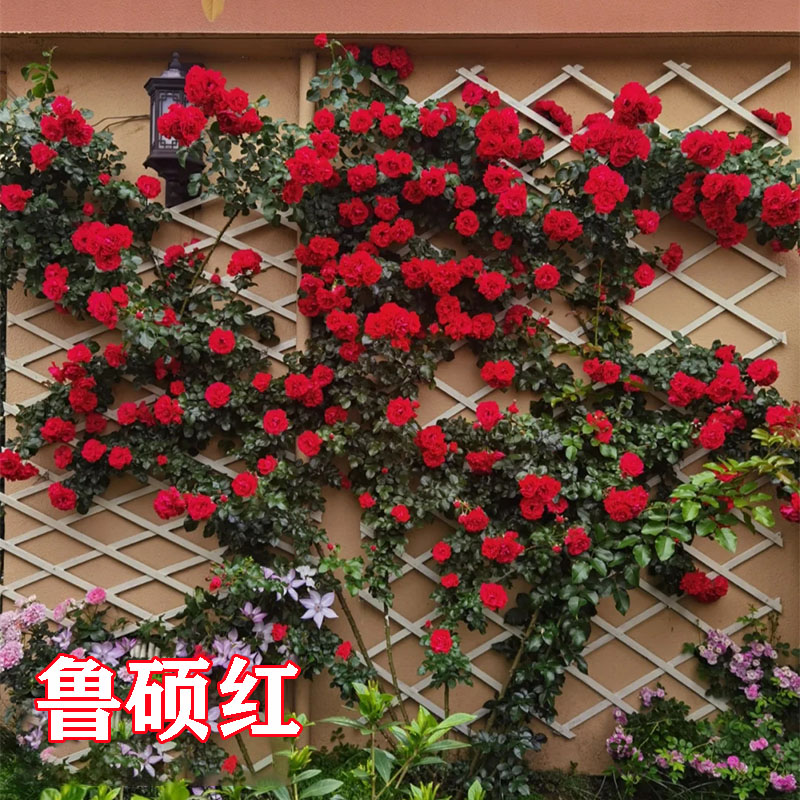 蔷薇花苗藤本月季特大浓香庭院爬藤植物花卉盆栽阳台玫瑰爬墙四季