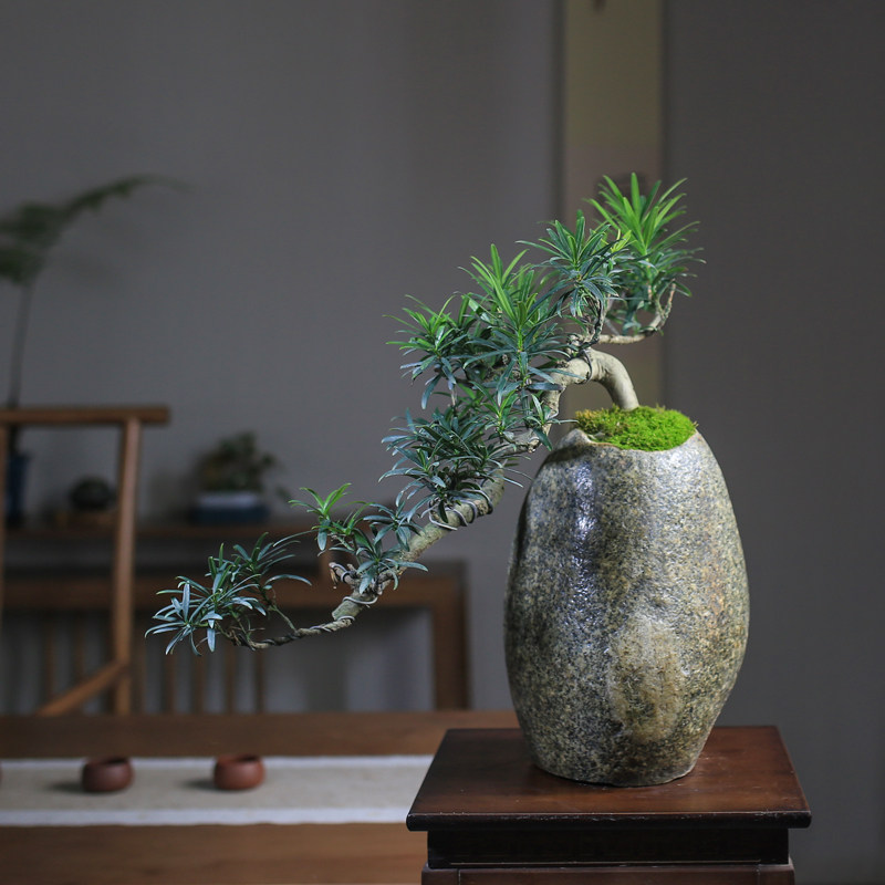 雀舌罗汉松盆景盆栽悬崖临水老桩造型绿植室内园林一物一拍奇石