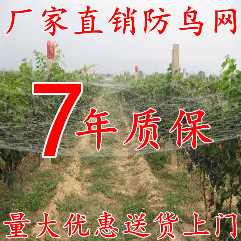 防鸟用网葡萄樱桃梨树稻田防护大棚果树尼龙线防鸟网泥鳅鱼塘天网