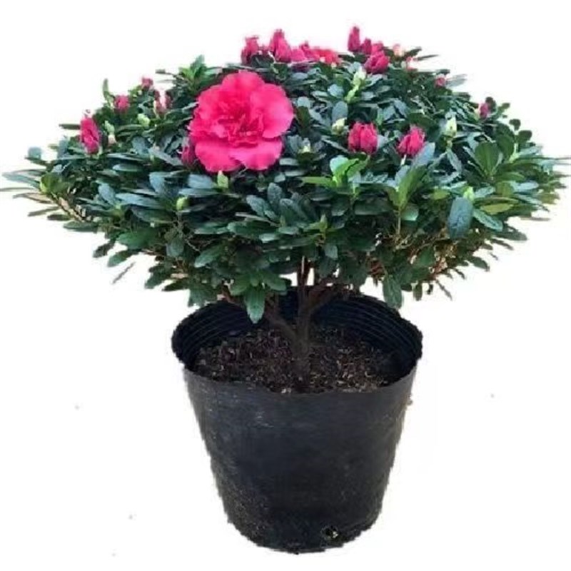 杜鹃花盆栽四季开花带花苞过年花卉室内植物花好养活阳台鲜花绿植