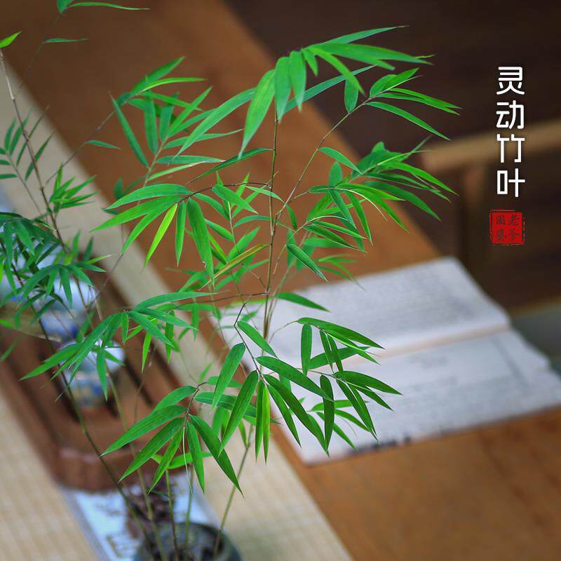 竹子盆栽内门竹名贵竹子苗室内庭院绿植四季常青好养易活竹子盆景