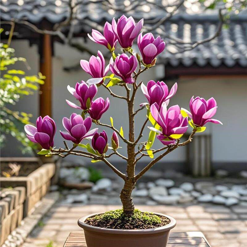 特大紫玉兰花树苗带花苞室外庭院别墅盆栽地栽植物四季耐寒风景树