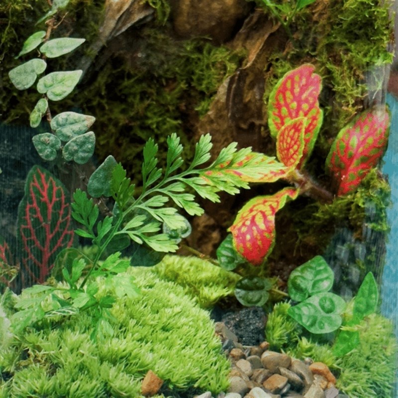 送5只辣椒蟹苔藓微景观成品蟹缸办公室宿舍花卉桌面生态瓶真植物