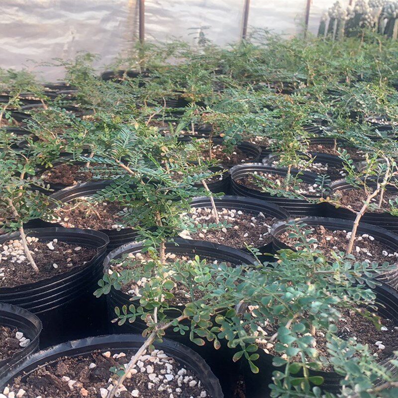 象足漆树 籽播实生园艺小苗 块根植物 多肉绿植 庭院盆景花卉包邮