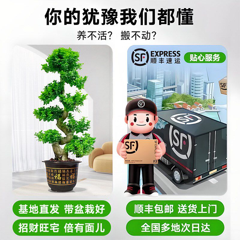 金钱榕大盆栽室内招财摇钱树客厅办公室金钱树大型盆景发财树四季