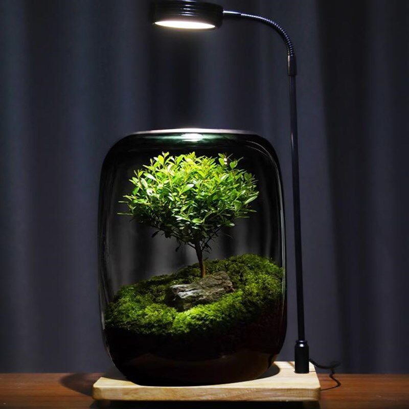 【生命之树】苔藓微景观创意桌面成品盆景好养鲜活绿植生态瓶盆栽