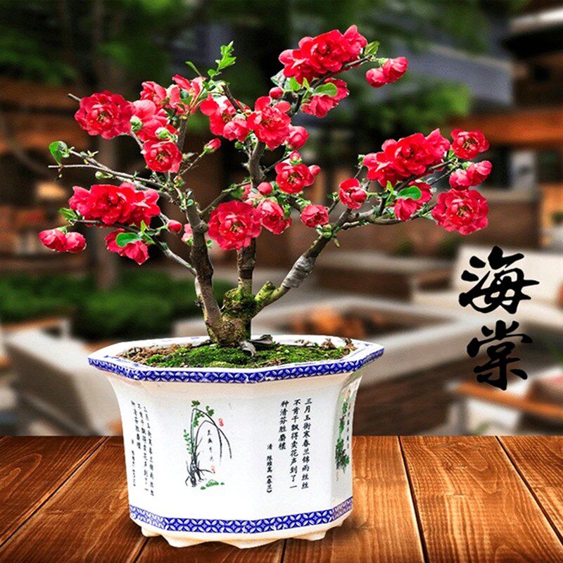 海棠花盆栽树苗盆景重瓣老桩庭院绿植物室内四季花卉开花好养易活