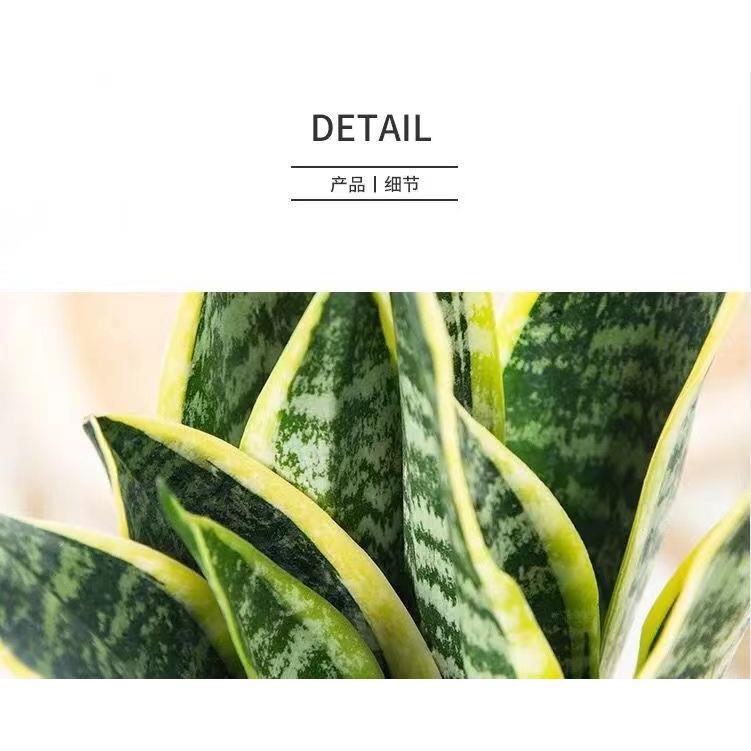 金边虎皮兰新房吸甲醛多肉植物防辐射大型室内花卉绿植盆栽虎尾兰