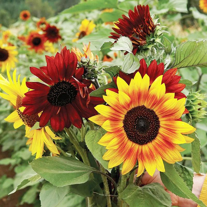 【黑天鹅稀有品种】彩色向日葵 神秘墨黑重瓣花 小院花盆皆宜种植