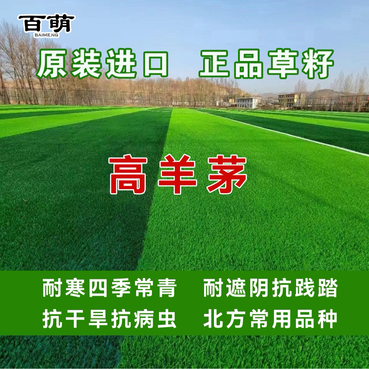 百绿草坪种子蓝标高羊茅矮生草籽家庭园艺种子